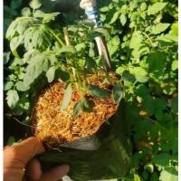 ราคา ต้นพันธุ์ มะเขือเทศลูกท้อ ถุงดำพร้อมปลูก 29บาท Plum Tomatoes มะเขือเทศท้อ (28180011835)