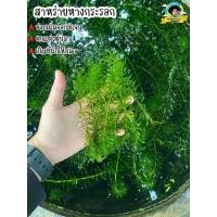 ราคา สาหร่ายหางกระรอก ใส่ตู้ปลา เพิ่มออกซิเจนในน้ำ เป็นที่พักให้ปลา Kaset Ban Gie (21553838271)