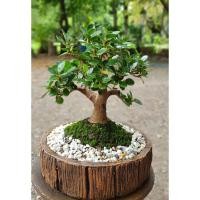 ราคา บอนไซช้อนเงินช้อนทอง (5256090407)