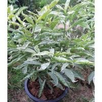 ราคา พุดศุภโชคใบด่าง ดอกสีขาว (6105671191)