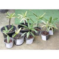 ราคา จั๋งด่าง​ ไม้มงคล​ หายาก ไม้ประดับ ฟอกอากาศ จั๋งญี่ปุ่นแท้ (8378906002)