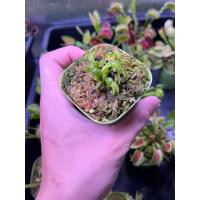 ราคา New กาบหอยแครง Giant Cudo (44025369136)