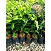 ราคา ต้นกันเกรา ขนาดต้น50-70ซม. ต้นกันเกรา ต้นไม้มงคล ดอกกลิ่นหอม (41302687158)