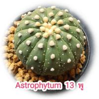 ราคา แอสโตรไฟตัม 13 พู (Astrophytum แอสทีเรียส 13 พู) แคคตัส ไม้เมล็ด (19253066474)