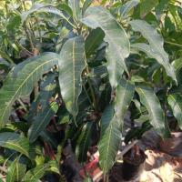 ราคา กิ่งพันธ์มะม่วงเบาใต้ กิ่งทาบ สูง 80-100 ซม. (40278112149)