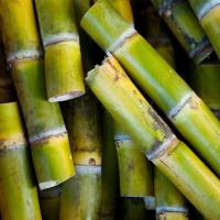 ราคา ท่อนพันธุ์อ้อยคั้นน้ำ สุพรรณบุรี50 (42622262924)