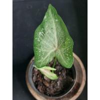 ราคา "บอนสี ขุนไกร กระถาง5 ดินภูเขาไฟบุรีรัมย์" บอนสีราชินีแห่งไม้ใบ ส่งพร้อมกระถางพลาสติก ใบเหลืองจากการขนส่งให้ตัดใบออก (13024335030)