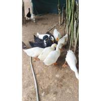 ราคา ไข่เป็ดมีเชื้อ ไข่เป็ดเชื้อ เป็ดอี้เหลียง (22636483207)