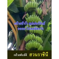 ราคา กล้วยน้ำว้า หน่อกล้วยน้ำว้า ซุปเปอรฺยักษ์ ชุด 2 หน่อ เพียง 180 บาท พันธ์แท้จากสวนราชินีเจ้าของพันธ์โดยตรง (18228896792)