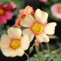 ราคา Oxalis 'Sunbird' อ็อกซาลิส ซับเบิร์ด (27808300293)