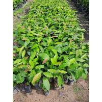 ราคา ต้นกล้ายางนาราดเชื้อเห็ด 1 ชุด 10 ต้น (25160652734)