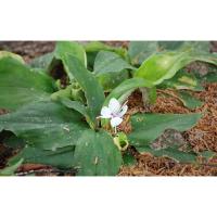 ราคา ต้นพันธุ์เปราะหอม ว่านเสน่ห์จันทร์หอม พร้อมปลูกในถุงดำ 39 บาท (23973934310)