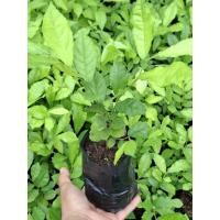 ราคา ต้นกล้าข่อยหรือข่อยดัดเป็นต้นไม้ที่นิยมนำมาทำเป็นรั้วหรือดัดแปลงเป็นรูปต่างๆต้นเเข็งเเรงพร้อมปลูก (29139240628)