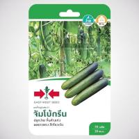 ราคา แตงร้านลูกผสม จัมโบ้กรีน F1 GG ศรแดง (7164756649)