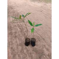 ราคา ต้นพันธุ์ ต้นมั่งมี พร้อมปลูกต้นละ 49 บาท ต้นมั่งมี (เฉียงพร้านางแอ) เป็นไม้ยืนต้นขนาดกลางถึงใหญ่ ไม่ผลัดใบ (56703567662)