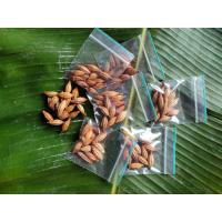 ราคา เมล็ดมะหลอด บักหลอด หมากหลอด รสชาติ เปรี้ยวอมหวาน พร้อมปลูก (15362743016)