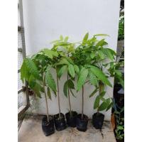 ราคา ต้นมะฮอกกานี สูงประมาณ 45 cm (6141275133)