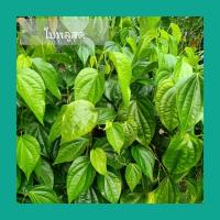 ราคา ใบพลูสด เก็บสดจากต้น ไว้กินกับหมาก หรื่ออื่นๆ (18805706112)