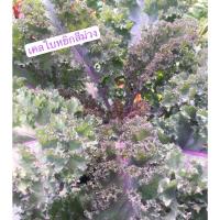 ราคา ผักเคล คะน้าเคลไซค์ใหญ่ (6 ต้น) คละสี ม่วง+เขียว เ พร้อมรับประทาน คะน้าใบหยิก ไดโนเคล ปลอดสาร 100% อร่อย กรอบ (19751491313)