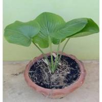 ราคา ต้นว่านนางคุ้ม หรือว่านนกคุ้ม@ส่งของทุกวันอาทิตย์@ (14230131424)