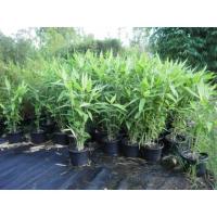 ราคา ต้นไผ่กิมซุง หรือ ไผ่ตรงลืมแล้ง ต้นสูง 95-120 ซม. (27509905123)