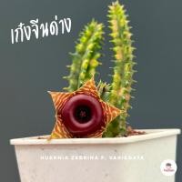 ราคา เก๋งจีนด่าง Huernia zebrina f. variegata แคคตัส กระบองเพชร cactus&succulent (3261666315)
