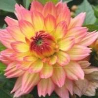 ราคา 1 หัว รักเร่ ดาร์เลีย Dahlia สายพันธุ์ GRACELAND หัวรักเร่ (22671852914)