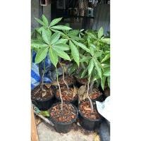 ราคา #ศุภโชค ต้นศุภโชึเดียว #Pachira aquatica ต้นเดี่ยว 60cm เรียกเงิน money tree (23679803640)