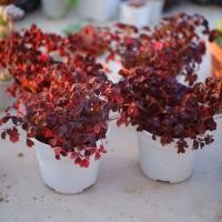 ราคา Oxalis 'burgundy yellow' (23420584483)