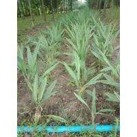 ราคา ต้นดอกกระเจียวหวานเพชรน้ำผึ้ง (23050619225)