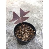 ราคา ผีเสื้อราตรี oxalis อ๊อกซาลิส (6871979383)