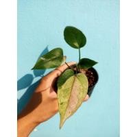 ราคา โชคเก้าชั้นด่าง โชคเก้าชั้นด่างชมพู (20088156356)