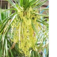 ราคา ต้นจันทร์ผาไม้ประดับ (3587892146)