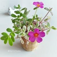 ราคา Succeulent / Portulaca Grandiflora Variegarted / คุณนายตื่นสายใบด่าง (132626881)
