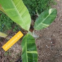 ราคา กล้วยเทพพนมด่างจากแม่ด่าง (27189547673)