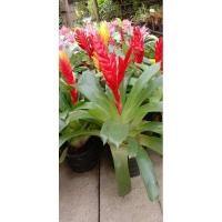 ราคา (ขาย ต้นพันธุ์) ต้น สับปะรดสี เบนซ์ (6359493709)