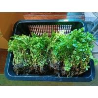 ราคา ต้นพันธุ์วอเตอร์เครสฮาวายติดราก 50 ต้น (2363132156)