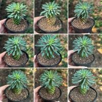 ราคา Euphobia Sotetsu Kirin ยูโฟเบีย คิริน แคคตัส กระบองเพชร (45103018984)