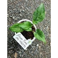 ราคา กวักใบโพธิ์ด่างหินอ่อน กวักด่างหินอ่อน กวักด่างลายหินอ่อน (11847868811)