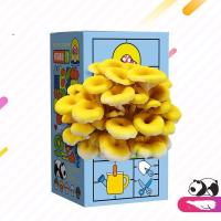 ราคา กล่องของขวัญกล่องเห็ดถุงเพาะเห็ดกินได้กล่องเพาะพันธุ์ (24886408980)