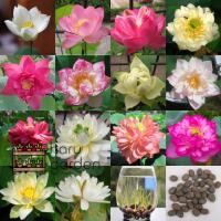 ราคา เมล็ดพันธุ์ : เมล็ดดอกบัว คละสี คละพันธุ์ เมล็ดบัว ดอกบัว เมล็ด เมล็ดนำเข้า บัวคละสี ดอกดก 5 เมล็ด (7089615767)