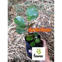 ราคา ต้นสาริกาลิ้นทอง สาริกา​ ต้นไม้​มงคล​ ถุง​ช​ำ​4นิ้ว​ (8603774099)