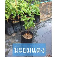 ราคา ต้นมะยมแดง มะยมฝรั่ง เชอร์รี่สเปน (5028808173)