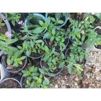 ราคา ต้นหลิวไต้หวัน (ดอกสีม่วง) (28675141769)