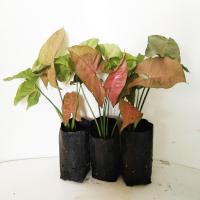 ราคา ออมนากชมพู ต้นออมชมพู ออมเงิน ออมทอง ออมนาค ต้นเงินไหลมาไม้มงคลฟอกอากาศ ยอดนิยม (11549371138)