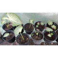 ราคา ชายชลบอนสี บอนสีชายชลกระถ่าง4 นิ้ว (16874803091)