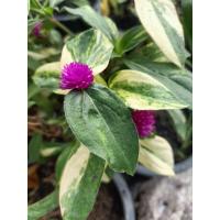 ราคา ต้นบานไม่รู้โรยด่างดอกสีม่วง (41707963832)