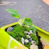 ราคา หน้าวัวด่างต้นเล็ก หน้าวัวด่าง (9661294960)