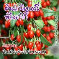 ราคา ต้นโกจิเบอร์รี่ goji berry หรือเก๋ากี้ ต้นไม้นำเข้า เป็นพืชพื้นเมืองของประเทศจีน (44252458222)