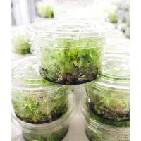 ราคา ต้นหม้อข้าวหม้อแกงลิงเพาะเลี้ยงเนื้อเยื่อจากเมล็ด #095 ต้นไม้​กินแมลง พืช​กิน​แมลง​ Nepenthes (52354603638)